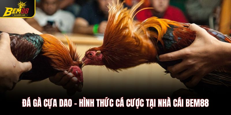 Đá gà cựa dao
