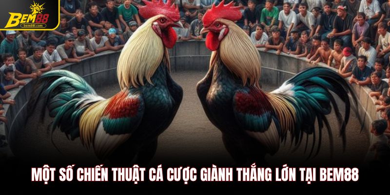 Một số chiến thuật cược đá gà cựa dao giành thắng lớn