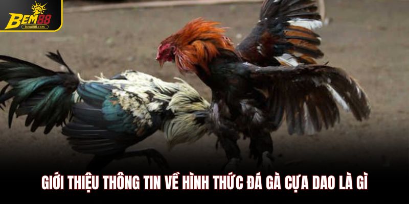 Giới thiệu thông tin về hình thức đá gà cựa dao là gì