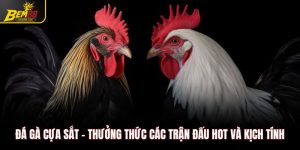 Đá gà cựa sắt