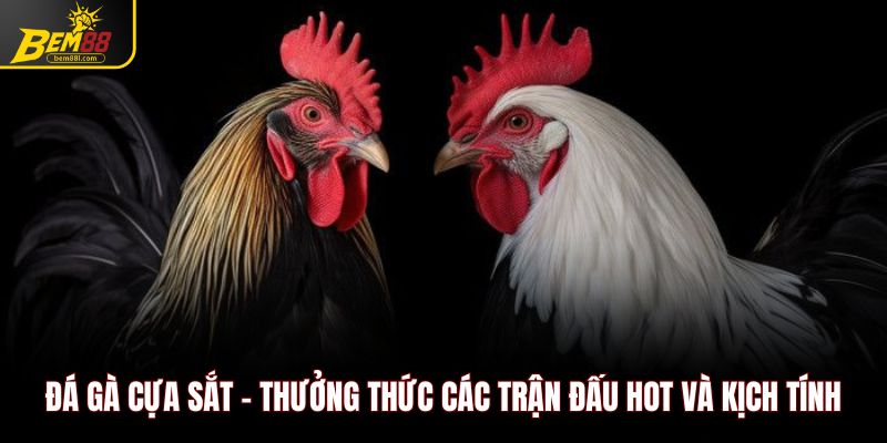 Đá gà cựa sắt