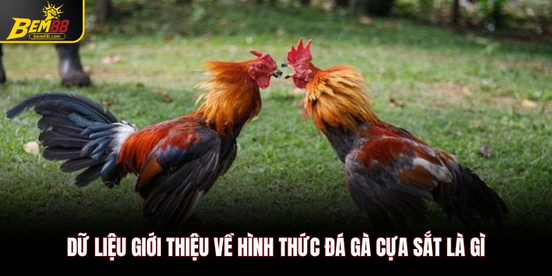 Dữ liệu giới thiệu về hình thức đá gà cựa sắt là gì