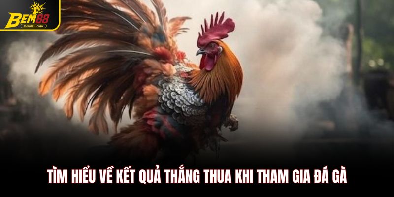 Tìm hiểu về kết quả thắng thua khi tham gia đá gà cựa sắt
