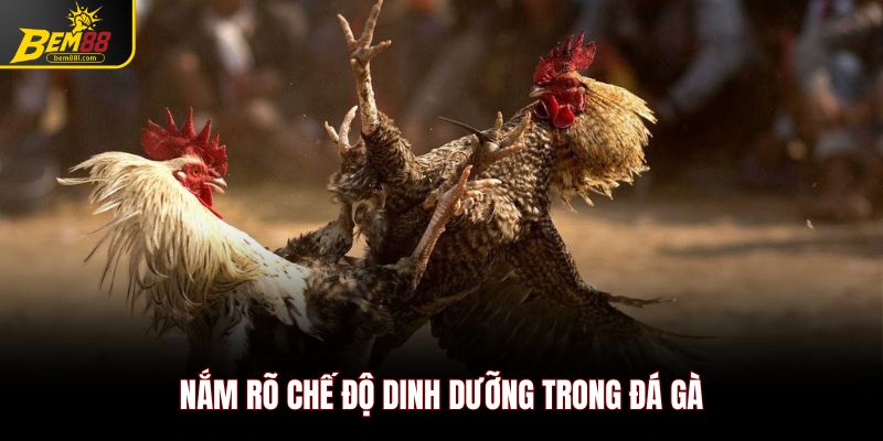 Nắm rõ chế độ dinh dưỡng trong đá gà