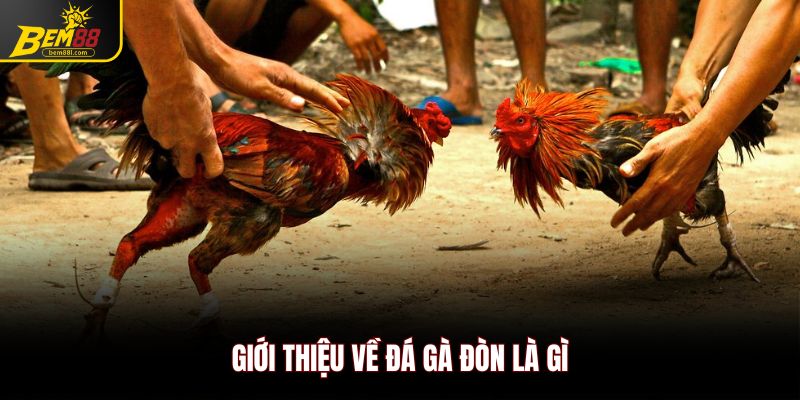 Giới thiệu về đá gà đòn là gì
