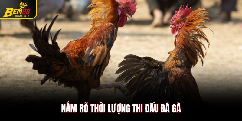 Nắm rõ thời lượng thi đấu đá gà đòn